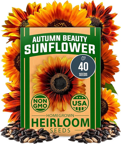 HOME GROWN 𝗨𝗦𝗔 𝗣𝗥𝗘𝗠𝗜𝗨𝗠 Autumn Beauty Sunflower Seeds to Plant 40 Heirloom Non-GMO Sunflower Seeds for Planting Blooms for Pollinator Support, and Ornamental Flower Garden (Helianthus annuus)