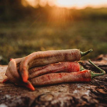 Rezha Macedonian Pepper (Vezeni Piperki) - 10 Seeds - Unique Heirloom Hot Pepper Variety, Uniquely Corked Skins, Non-GMO Chili Pepper Seeds for Planting in The Home Garden, Thresh Seed Company