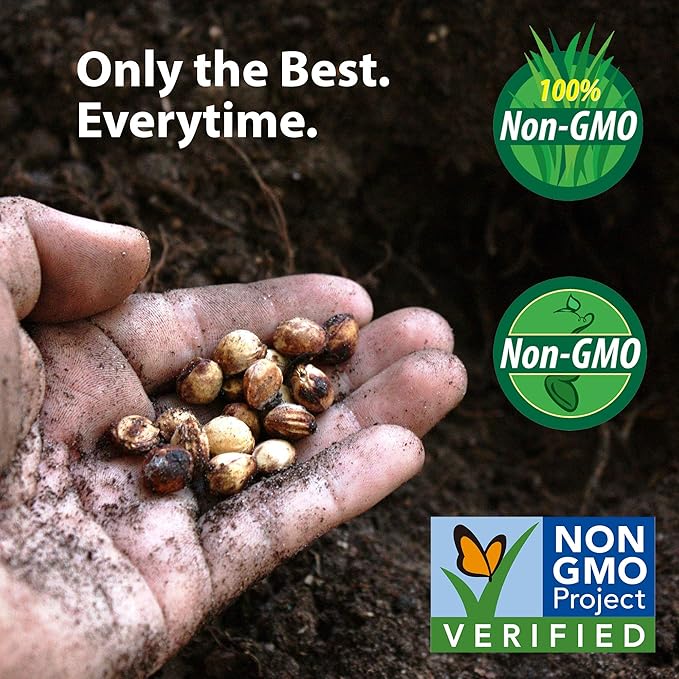 Blue Lake Bush Bean 274 Seeds - 1 Lbs - Non-GMO, Heirloom, Open Pollinated - Vegetable Garden Seeds - Green String Beans