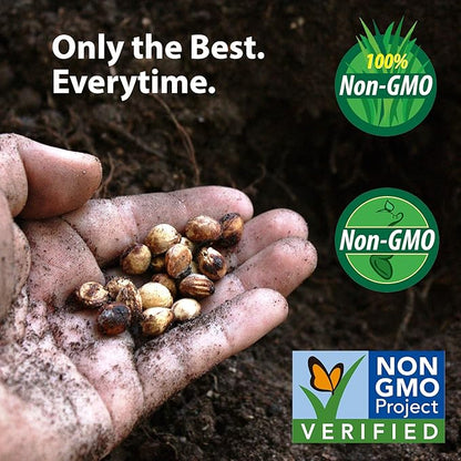 Blue Lake Bush Bean 274 Seeds - 1 Lbs - Non-GMO, Heirloom, Open Pollinated - Vegetable Garden Seeds - Green String Beans