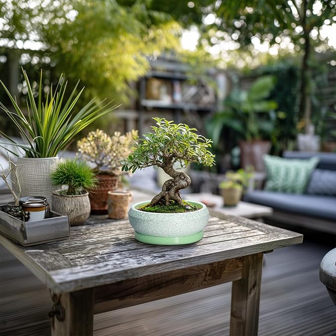 Succulent Pot 6 Inch - Ceramic Bonsai Pots Indoor Outdoor, Shallow Plant Pots with Drainage Hole and Saucer, Small Bonsai Planter, Round Bowl Planter, Desk Decor, Housewarming Gifts, Green