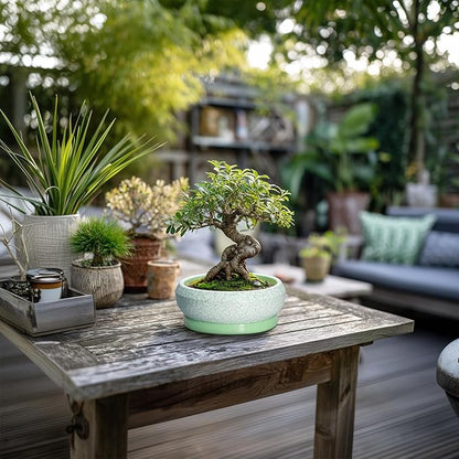 Succulent Pot 6 Inch - Ceramic Bonsai Pots Indoor Outdoor, Shallow Plant Pots with Drainage Hole and Saucer, Small Bonsai Planter, Round Bowl Planter, Desk Decor, Housewarming Gifts, Green