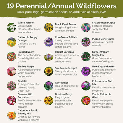 Eden Brothers Late Bloomer Wildflower Mixed Seeds for Planting, 1 lb, 480,000+ Seeds with White Yarrow, Snapdragon | Attracts Pollinators, Plant in Spring or Fall, Zones 3, 4, 5, 6, 7, 8, 9, 10