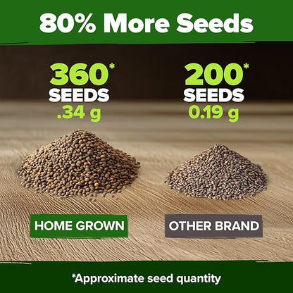 HOME GROWN 𝗨𝗦𝗔 𝗣𝗥𝗘𝗠𝗜𝗨𝗠 Culantro Seeds 360 Herb Seeds for Planting Non-GMO Heirloom Variety, Robust Flavor, Thrives in Heat, Grows Indoors or Outdoors, Cilantro Substitute (Eryngium Foetidum)
