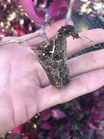 Tradescantia Zebrina ~ 10 Rooted Cuttings ~ Red Gem ~ Rare Wandering Jew (10 Pieces) ~ Air Purifying, Drought Tolerant, Striking Red and Silver Foliage, Easy Care