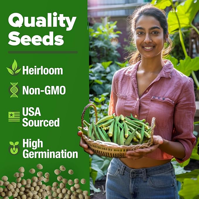 HOME GROWN 𝗨𝗦𝗔 𝗣𝗥𝗘𝗠𝗜𝗨𝗠 Clemson Spineless Okra Seeds 101+ 𝗡𝗢𝗡-𝗚𝗠𝗢 Heirloom Vegetable Seeds for Planting Easy to Grow Outdoor Summer Garden High Germination Rate (Abelmoschus esculentus)