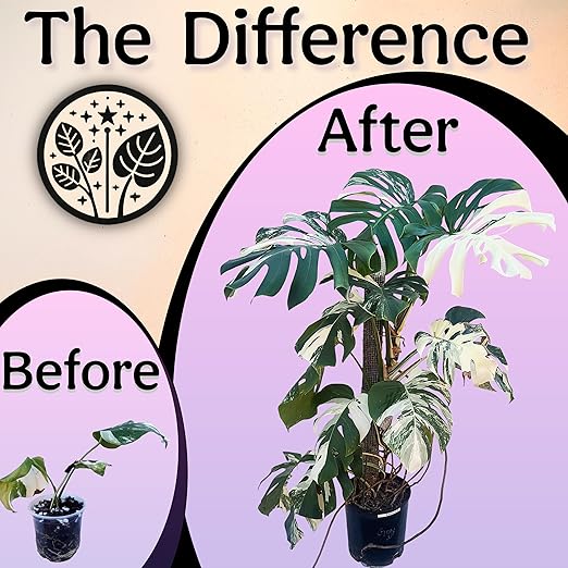 Organic Liquid Indoor Plant Food, Houseplant, Tropical & All-Purpose Indoor Plant Fertilizer, Organic Liquid Fertilizer 5-5-5 with Sea Kelp, 12oz Treats 75 Gallons