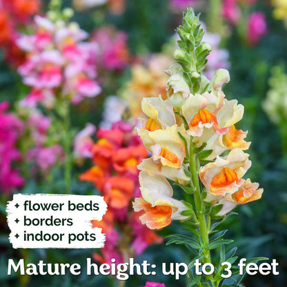 KVITER 1,500 Tetra Mix Snapdragon seeds (Antirrhinum Majus) – Heirloom & Organic Tall Snap Dragon Mix, Annual Flower Garden seeds, Cut Flower Seeds for Planting – Ideal for Outdoor Garden & Containers