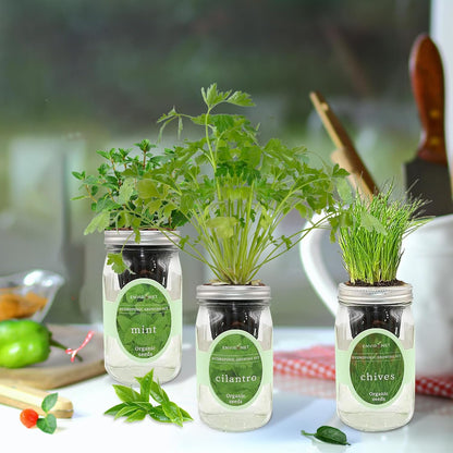 Hydroponic Herb Growing Kit Set, Self-Watering Mason Jar Herb Garden Starter Kit Indoor, Grow Your Own Herbs from Seeds (Cilantro, Mint & Chives)