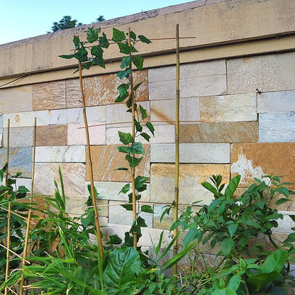 10 Pack 3ft Bamboo Trellis for Climbing Plants-Natural Garden Ladder Trellis, Fan -Shaped Support Trellis for Potted Plant Decor in Door