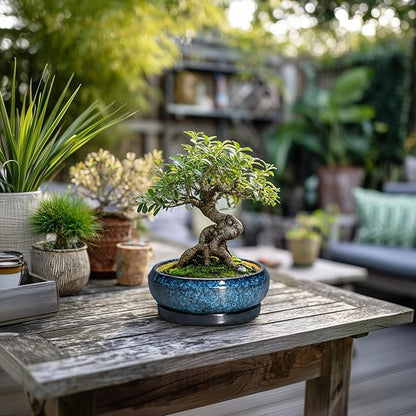 Succulent Pots - 6 Inch Ceramic Bonsai Pots with Drainage Hole and Saucer, Shallow Planter for Indoor Outdoor, Round Succulent Planter, Cactus Pot, Office Decor, Gifts for Plant Lovers, Blue