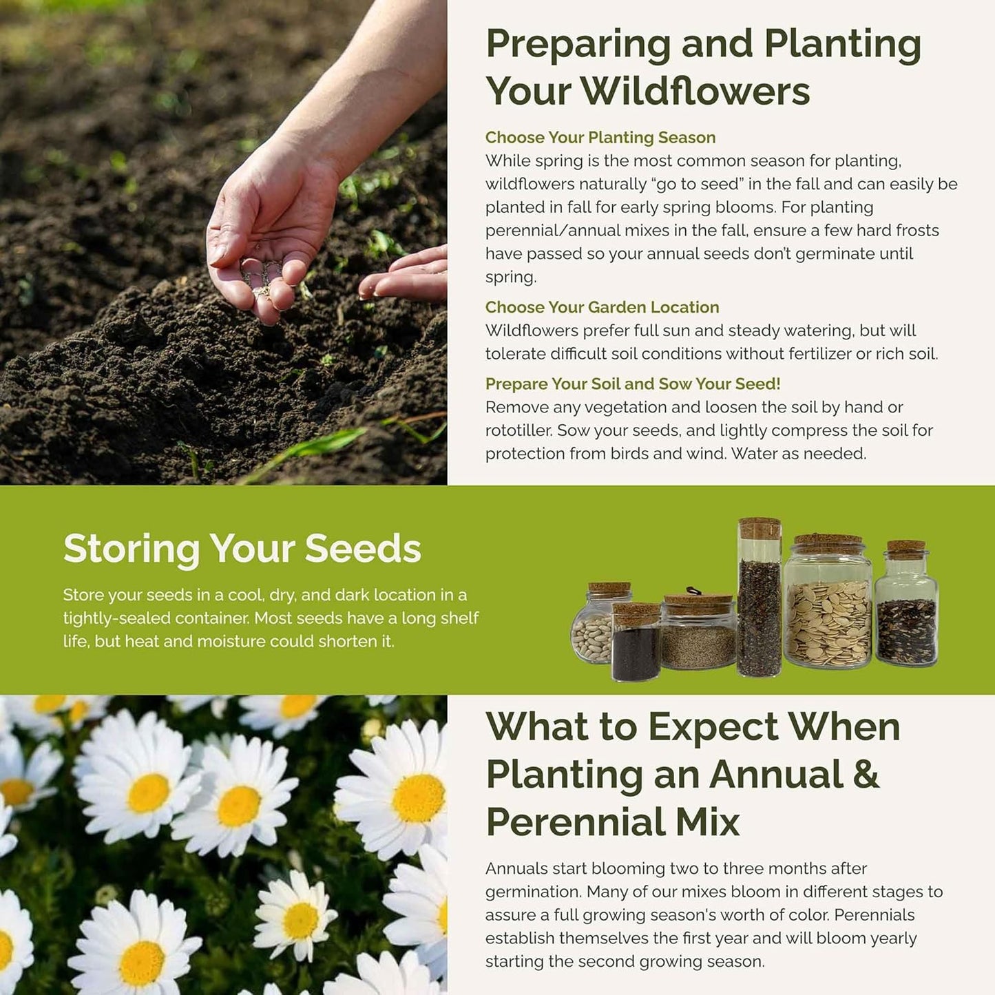 Eden Brothers Daisy Crazy Flower Mixed Seeds for Planting, 5 lb, 2,400,000+ Seeds with Creeping, Painted, Yellow Daisy | Attracts Pollinators, Plant in Spring or Fall, Zones 3, 4, 5, 6, 7, 8, 9, 10