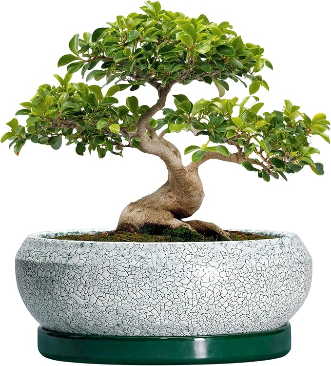 Bonsai Pots 13 Inch - Shallow Ceramic Planter with Drainage Hole and Saucer, Round Succulent Pots for Indoor Outdoor, Large Succulent Planter, Apartment Decor, Gardening Gifts, Green