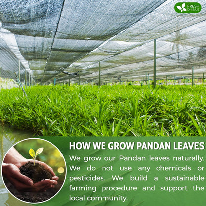 FreshDrinkUS, Premium 15 Pandan Leaf Tea Bags, 100% Natural & Pure from Pandan Leaves. Loose Leaf Pandan Herbal Tea. Made with Natural Material Tea Bags. No Sugar, No Caffeine, No Gluten, Vegan. (15 Tea bags)