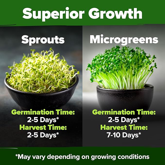 HOME GROWN Broccoli Seeds 8 oz - for Sprouting or Microgreens 𝗡𝗢𝗡-𝗚𝗠𝗢 𝗨𝗦𝗔-𝗦𝗢𝗨𝗥𝗖𝗘𝗗 High Germination Sprout Seeds Nutritious Micro Greens - Broccoli Sprouts in 5 days - Sulforaphane Rich