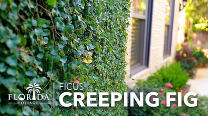Creeping Fig Vine | 3 Live Plants | Ficus Pumila | Fast-Growing Ground Cover | Evergreen Climbing Vine for Walls & Trellises