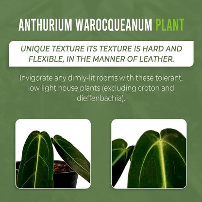 LEAL PLANTS ECUADOR Anthurium Warocqueanum (Pack of 2)| Green Live Plant for Indoors |Rare and Exotic Indoor Plants for Living Room | Queen Anthuriums House Plants | Warocqueanum Heart Plant