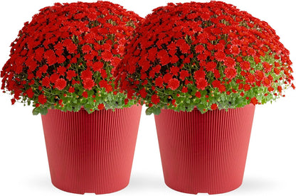 Costa Farms Live Plants – Fall Mums 2-Pack (Red) in Color Pots | 3 Qt. Seasonal Houseplants & Outdoor Flowers for Porch, Patio, or Garden | Ships in Bud Form for Longer Bloom