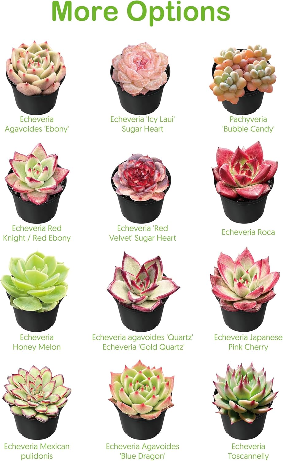 4-inch Succulent Echeveria agavoides 'Lipstick', Live Succulents Plants Fully Rooted in Pots with Soil, Easy-Care House Plants for DIY, Home Office Decoration