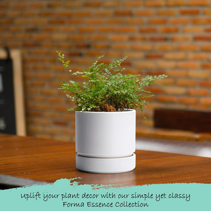 Phoenix Vine 4 Inch Planter Pot with Drainage Hole & Saucer, Deep Water Catch Tray, Straight Cylindrical Round Pot for Plants, Matte White, Pack of 3, 23-B-R-3