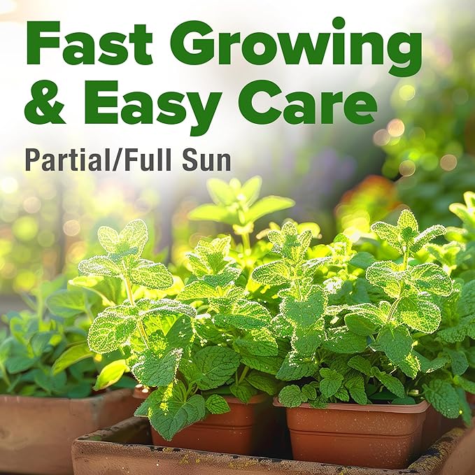 HOME GROWN 𝗨𝗦𝗔 𝗣𝗥𝗘𝗠𝗜𝗨𝗠 Common Mint Seeds (Bulk Pack) 1,800 𝗡𝗢𝗡-𝗚𝗠𝗢 Heirloom Herb Seeds, USA Sourced | Ideal for Planting Outdoors or Indoors for a Fresh Mint Tea Garden (Mentha spp)