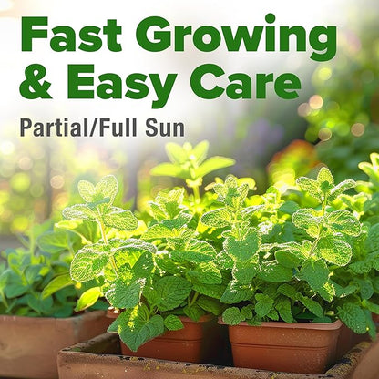 HOME GROWN 𝗨𝗦𝗔 𝗣𝗥𝗘𝗠𝗜𝗨𝗠 Common Mint Seeds (Bulk Pack) 1,800 𝗡𝗢𝗡-𝗚𝗠𝗢 Heirloom Herb Seeds, USA Sourced | Ideal for Planting Outdoors or Indoors for a Fresh Mint Tea Garden (Mentha spp)