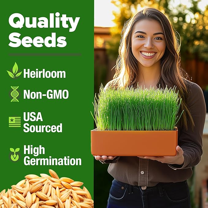 HOME GROWN 12,000+ Wheatgrass Seeds Bulk Pack(1.5 lb) 𝗡𝗢𝗡-𝗚𝗠𝗢 𝗨𝗦𝗔 Hard Red Winter Wheatgrass – Heirloom, Sprouting for Juicing, Microgreens, Smoothies & Indoor Gardening(Triticum aestivum)