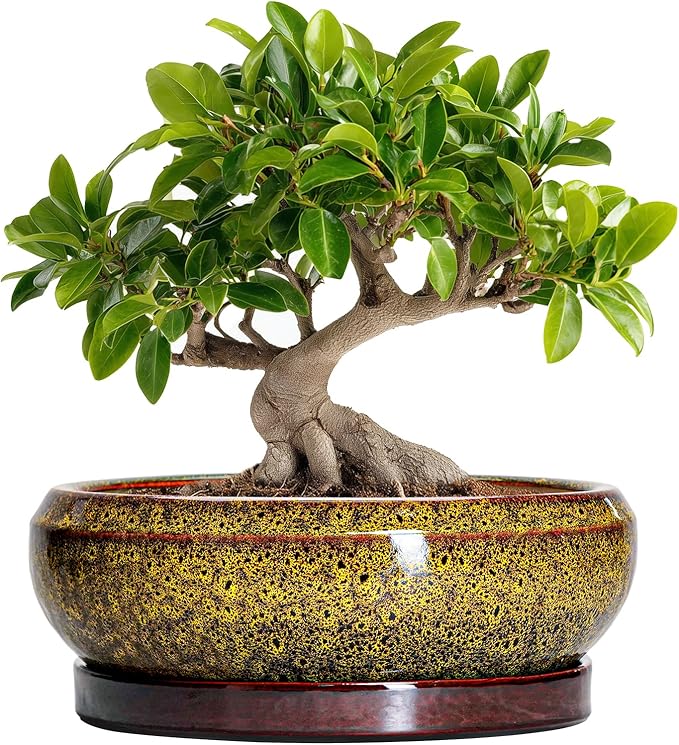 Bonsai Pots Ceramic - 10 Inch Succulent Planters Indoor Outdoor, Shallow Planter with Drainage Hole and Saucer, Round Planter Bowl, Succulent Pots, House Decor, Gifts for Plant Lover, Yellow