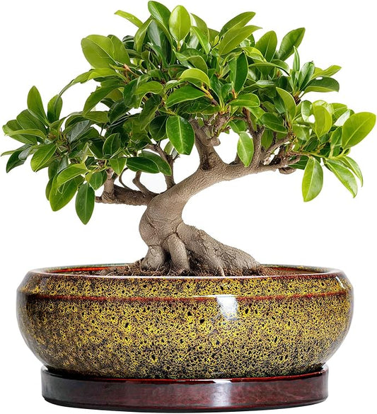 Bonsai Pots Ceramic - 10 Inch Succulent Planters Indoor Outdoor, Shallow Planter with Drainage Hole and Saucer, Round Planter Bowl, Succulent Pots, House Decor, Gifts for Plant Lover, Yellow
