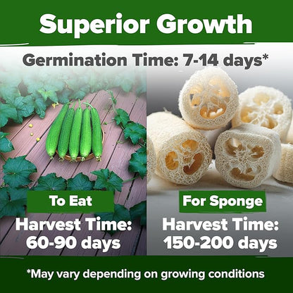 HOME GROWN 𝗨𝗦𝗔 𝗣𝗥𝗘𝗠𝗜𝗨𝗠 Luffa Seeds (Luffa aegyptiaca) 40 Heirloom 𝗡𝗢𝗡-𝗚𝗠𝗢 Loofah Gourd Seeds for Planting High Germination Rate - Make Sponges or Harvest Young Loofahs for Eating