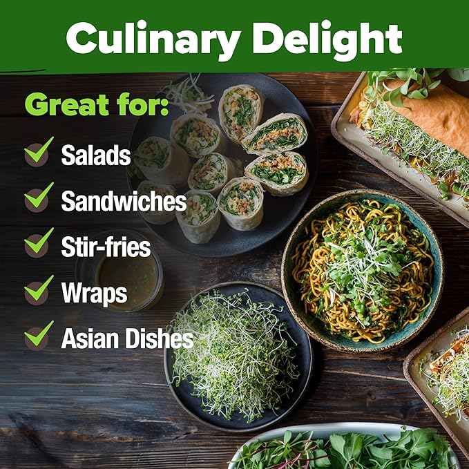 HOME GROWN 𝗨𝗦𝗔 𝗣𝗥𝗘𝗠𝗜𝗨𝗠 Alfalfa Sprout Seeds 16oz Bulk Pack with Thousands of Seeds 𝗡𝗢𝗡-𝗚𝗠𝗢 Alfalfa for Sprouting & Microgreens Indoor Outdoor Growing Resealable Bag High Germination