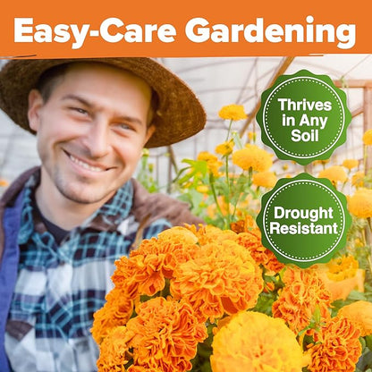 HOME GROWN Crackerjack Marigold Seeds 2.05oz - 15,000 Flower Seeds Planting Outdoor, Large Bulk Pack, 𝗡𝗢𝗡-𝗚𝗠𝗢 𝗨𝗦𝗔 Sourced, High Germination, Companion Planting, Orange (Tagetes erecta)