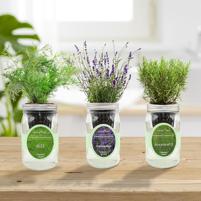Hydroponic Herb Growing Kit Set, Self-Watering Mason Jar Herb Garden Starter Kit Indoor, Grow Your Own Herbs from Seeds (Dill, Lavender & Rosemary)