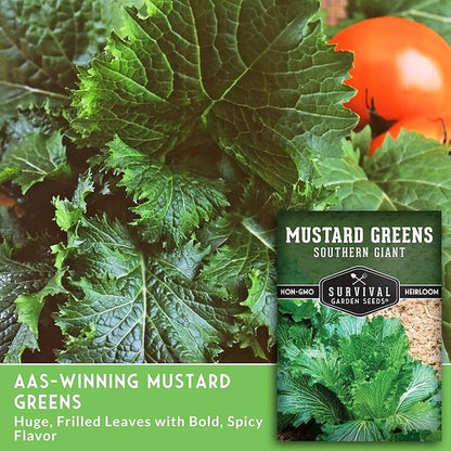 Southern Giant Mustard Green Seeds for Planting – Heirloom Non-GMO Spicy Greens, Heat Tolerant and Slow to Bolt for Home Vegetable Gardens - Survival Garden Seeds (3 Packs)
