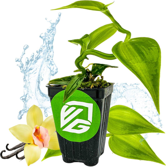 Variegated Vanilla Bean Orchid Live Plant - Vanilla planifolia variegata - Wellspring Gardens Starter Plant -Exotic Tropical Plant - Great for Indoor Houseplants, Outdoor Landscaping & Garden Planting