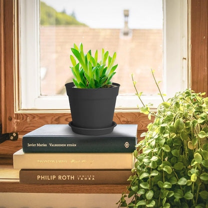 12 Pack 4 inch Plastic Planters, Seedlings Plant Nursery Pots with Drainage Holes and Saucers for Plants Flowers Succulent and All House Plants, Black