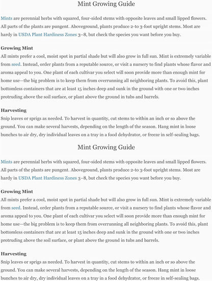 Mojito Mint Live Plant (mentha x villosa)