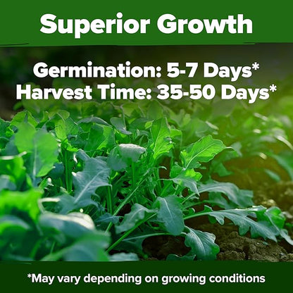 HOME GROWN 𝗨𝗦𝗔 𝗣𝗥𝗘𝗠𝗜𝗨𝗠 Arugula Roquette Seeds Pack 2,175 𝗡𝗢𝗡-𝗚𝗠𝗢 Heirloom Arugula Seeds for Planting Best for Outdoor Gardens,Providing Fast-Growing Greens for Salads - Eruca vesicaria