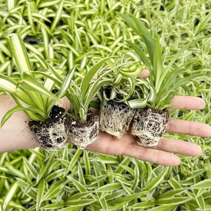 Spider Plant Variety Pack - 4 Spider Plants Live House Plants - Ocean, Hawaiian, Green, Bonnie Curly - Perfect for Home Garden & Office Decor - Ideal for Indoor Air Quality & Easy to Care