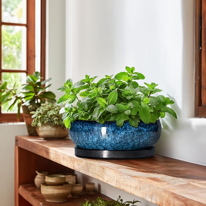 Bonsai Tree Pots 10 Inch - Ceramic Succulent Pot with Drainage Hole and Saucer, Bonsai Pots for Indoor Outdoor, Round Succulent Planter, Shallow Planter, Desk Decor, Plant Lover Gifts, Blue