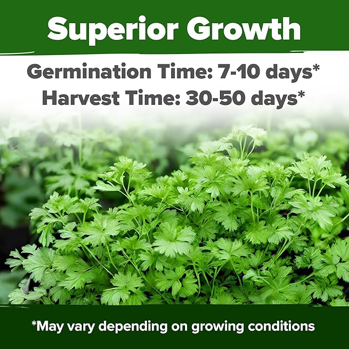 HOME GROWN 𝗨𝗦𝗔 𝗣𝗥𝗘𝗠𝗜𝗨𝗠 500+ Cilantro Seeds for Planting Indoors or Outdoors - Heirloom 𝗡𝗢𝗡-𝗚𝗠𝗢 Coriander Seeds, Grow Your Own Cilantro Plant - Culinary Herb Seeds for Your Herb Garden