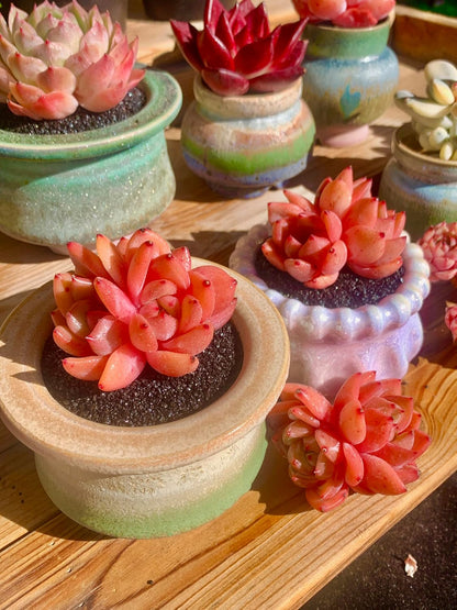 FWPP Echeveria Champagne Rare Live Succulent Plants, Wine 2.5 inches Live Plants Indoor,Bare Root Without Pot Soil,Desk Wedding Baby Shower Decoration Friend Plant Lover Gift