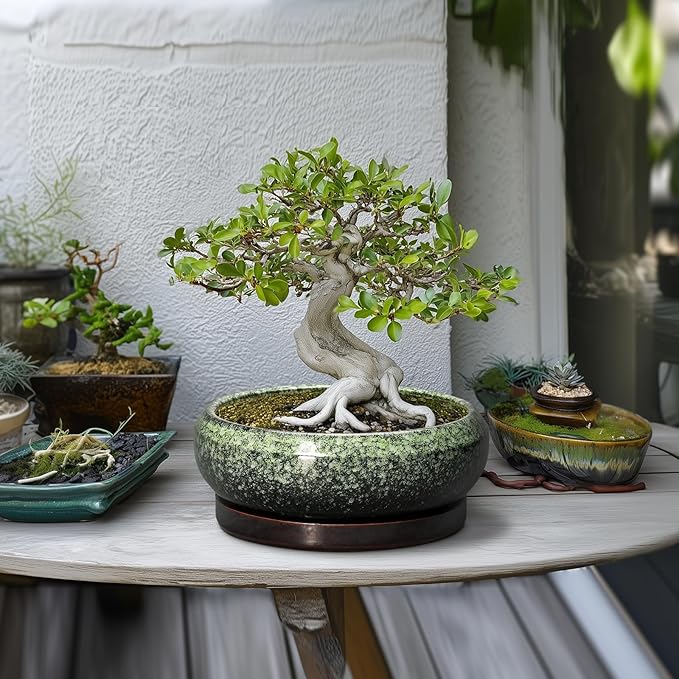 Bonsai Pots 10 Inch - Ceramic Pots for Plants Indoor Outdoor, Succulent Pot with Drainage Hole and Saucer, Large Bonsai Planter, Round Shallow Planter, Office Decor, Gardening Gift, Green