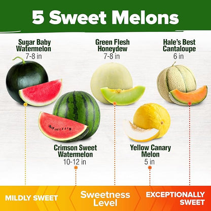 HOME GROWN 𝗨𝗦𝗔 𝗣𝗥𝗘𝗠𝗜𝗨𝗠 Melon Seeds Variety Pack 5 𝗡𝗢𝗡-𝗚𝗠𝗢 Heirloom Vegetable Seeds, Watermelon Cantaloupe Honeydew Sugar Baby & Melon, High Germination for Planting Home Garden Indoors