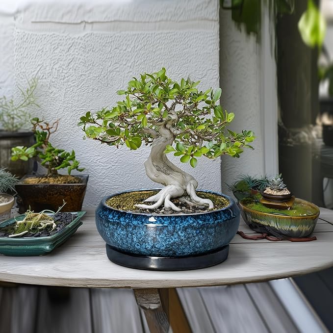 Bonsai Tree Pots 10 Inch - Ceramic Succulent Pot with Drainage Hole and Saucer, Bonsai Pots for Indoor Outdoor, Round Succulent Planter, Shallow Planter, Desk Decor, Plant Lover Gifts, Blue