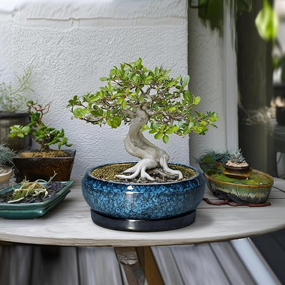 Bonsai Tree Pots 10 Inch - Ceramic Succulent Pot with Drainage Hole and Saucer, Bonsai Pots for Indoor Outdoor, Round Succulent Planter, Shallow Planter, Desk Decor, Plant Lover Gifts, Blue