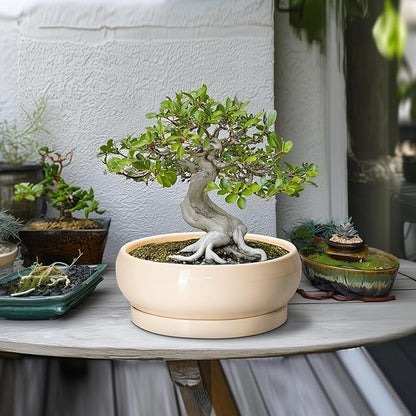 Bonsai Pots - 10 Inch Ceramic Succulent Planters Indoor Outdoor, Bonsai Planters with Drainage Hole and Saucer, Round Shallow Planter, Bowl Planter, House Decor, Gifts for Plant Lover, Beige