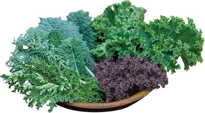 Burpee Kale Blend Kale Seeds 100 seeds