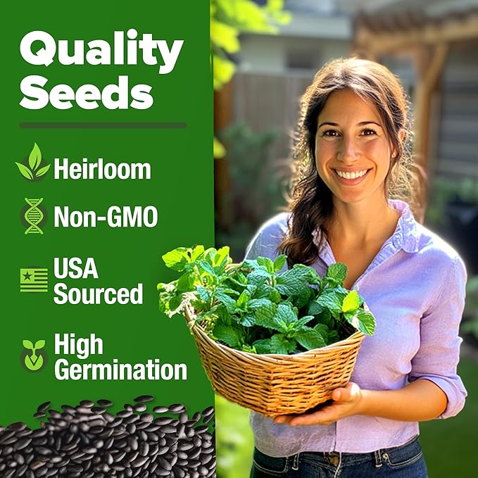 HOME GROWN 𝗨𝗦𝗔 𝗣𝗥𝗘𝗠𝗜𝗨𝗠 Peppermint Seeds Pack – 2,370 𝗡𝗢𝗡-𝗚𝗠𝗢 Heirloom Mint Seeds for Planting. Grow Peppermint Plants in Your Herb Garden Indoors or Outdoors (Mentha x piperita)