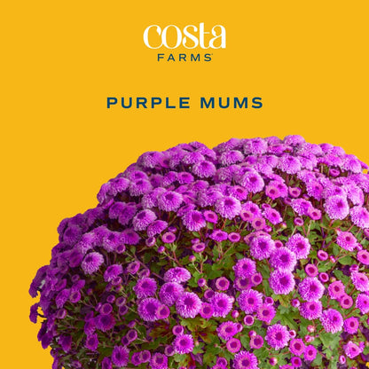 Costa Farms Live Plants – Fall Mums 8-Pack (Purple) in Grower Pots | 1 Qt. Seasonal Houseplants & Outdoor Flowers for Porch, Patio, or Garden | Ships in Bud Form for Longer Bloom
